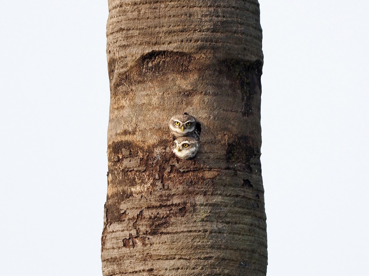 Spotted Owlet - Rajesh Radhakrishnan