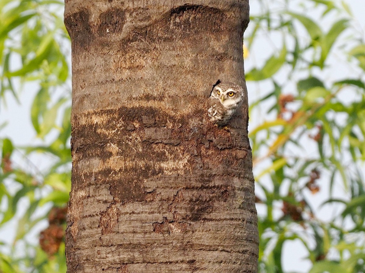 Spotted Owlet - ML612789418