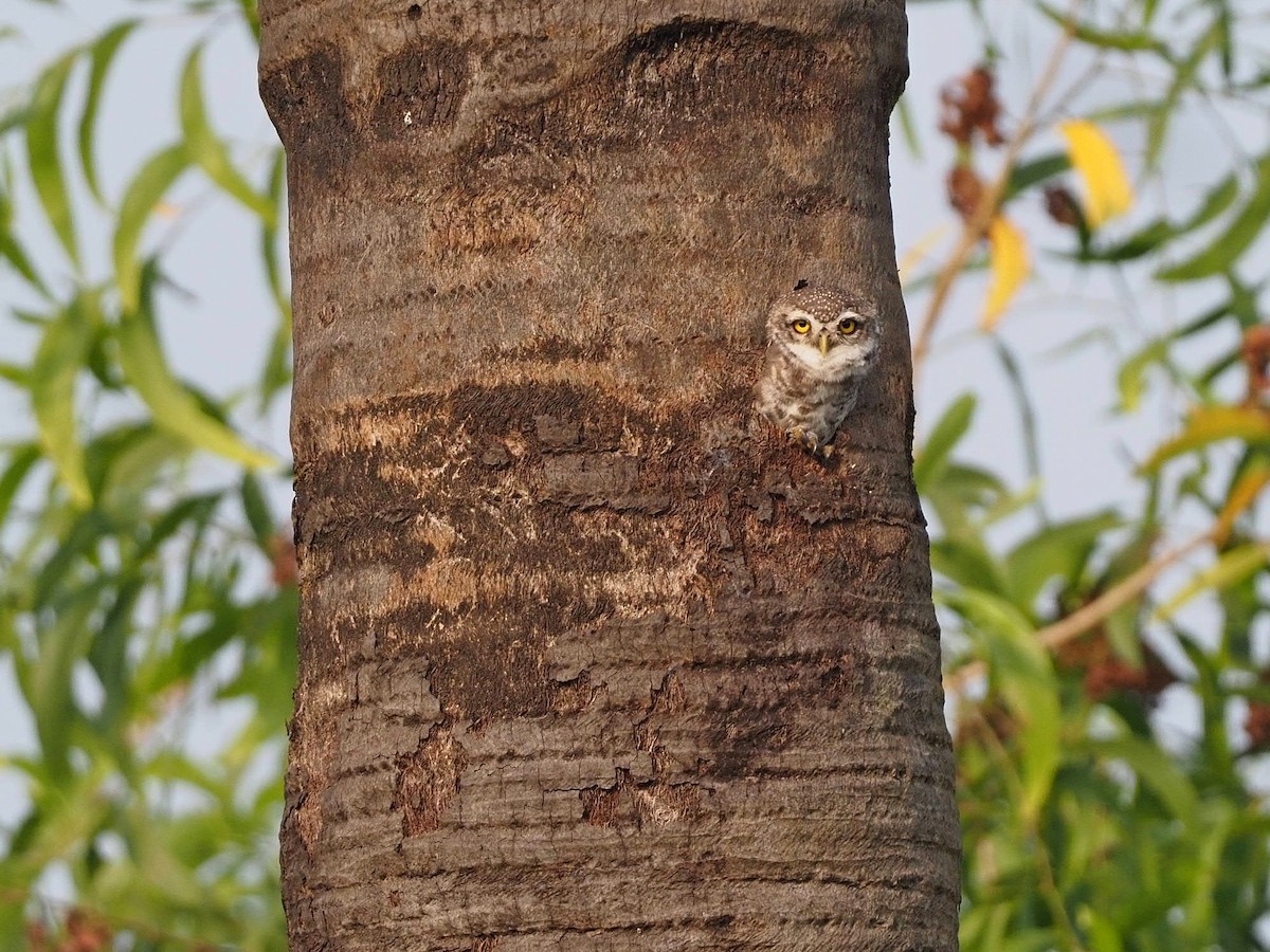 Spotted Owlet - ML612789421