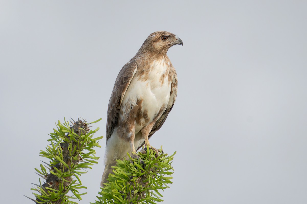 Madagascar Cuckoo-Hawk - ML612789430