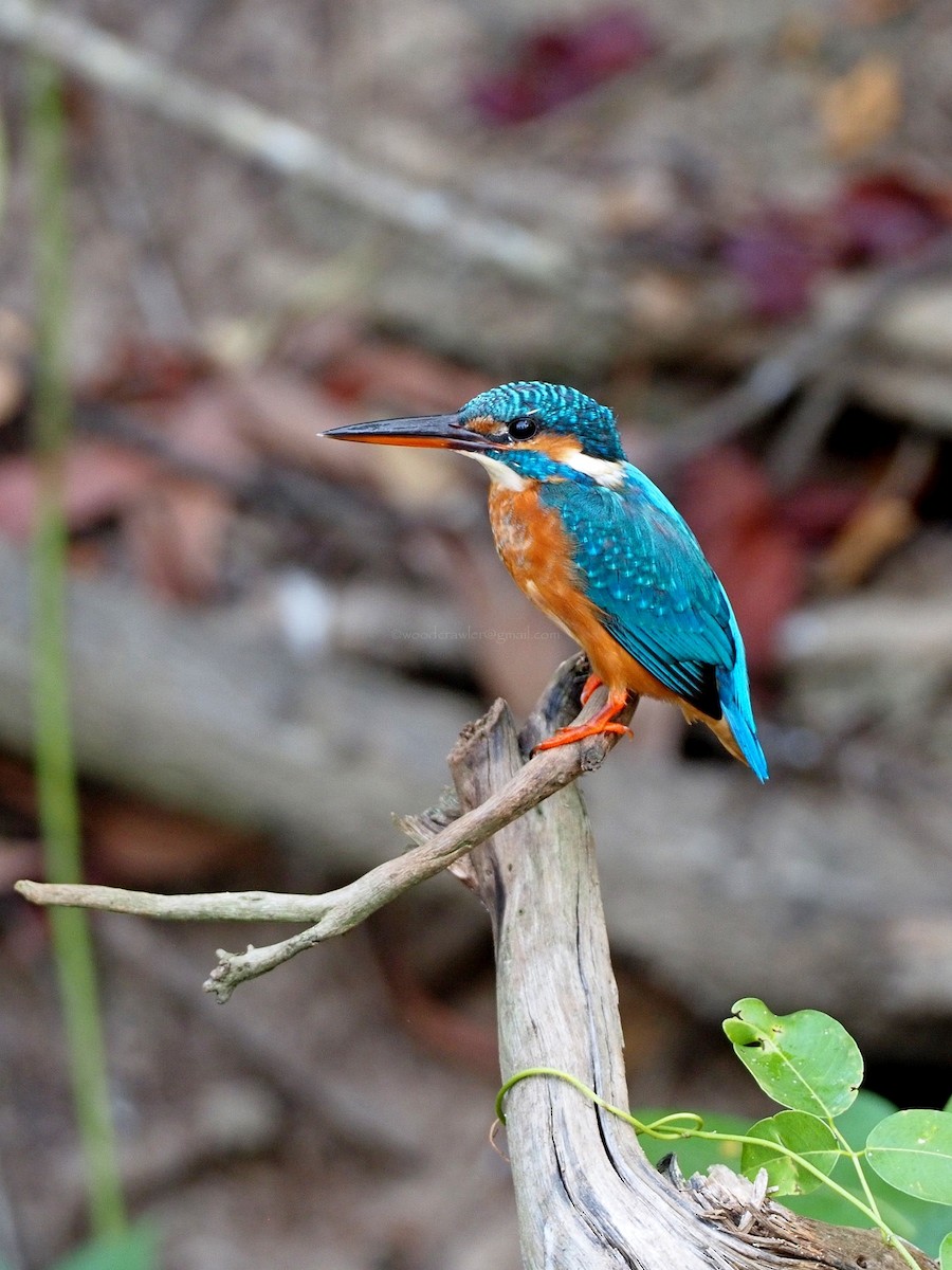 Common Kingfisher - Rajesh Radhakrishnan