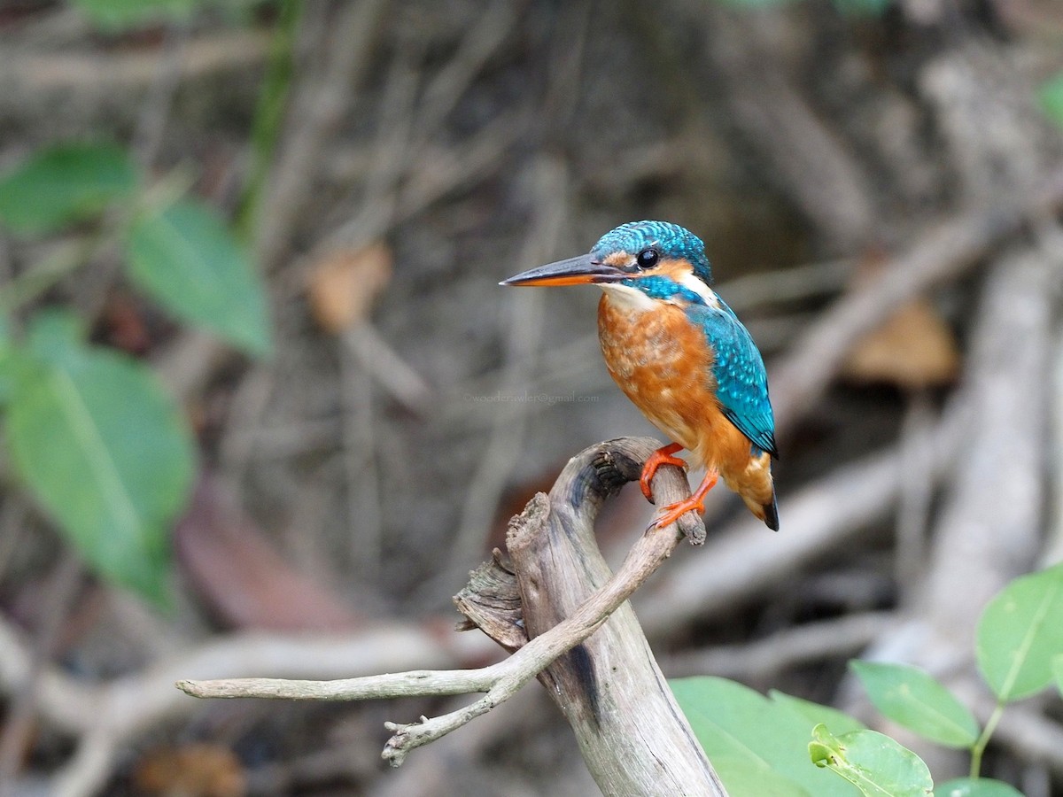 Common Kingfisher - Rajesh Radhakrishnan