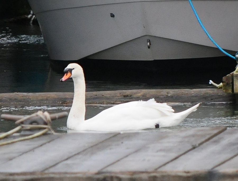 Mute Swan - ML612789477