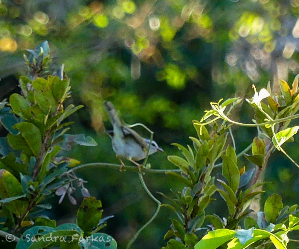 Golden-crowned Warbler (White-bellied) - ML612789525