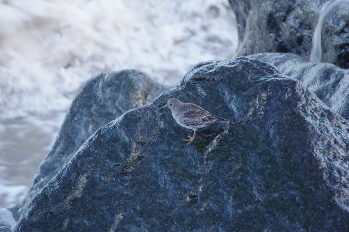 Purple Sandpiper - ML612789543