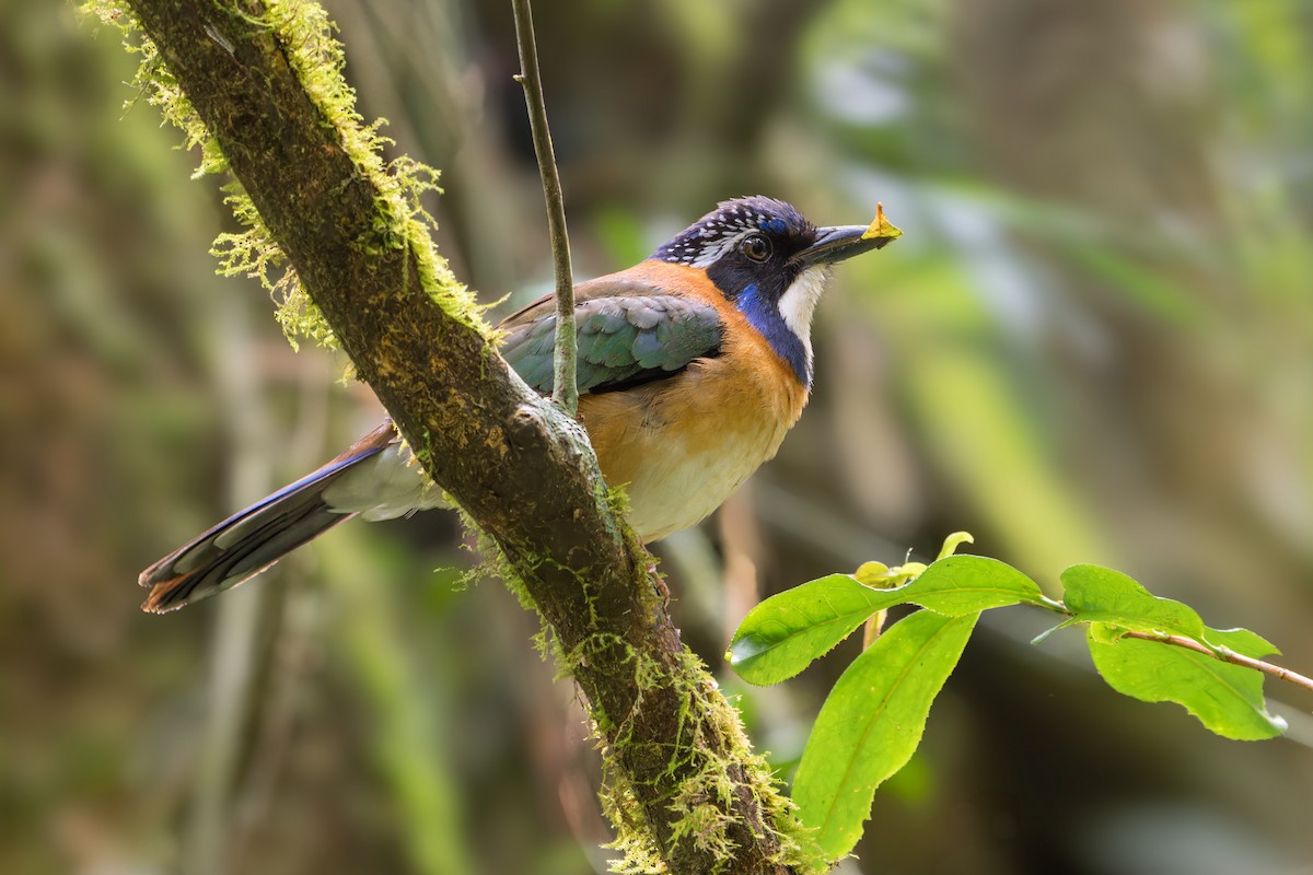 Carraca Terrestre Cabeciazul - ML612789555