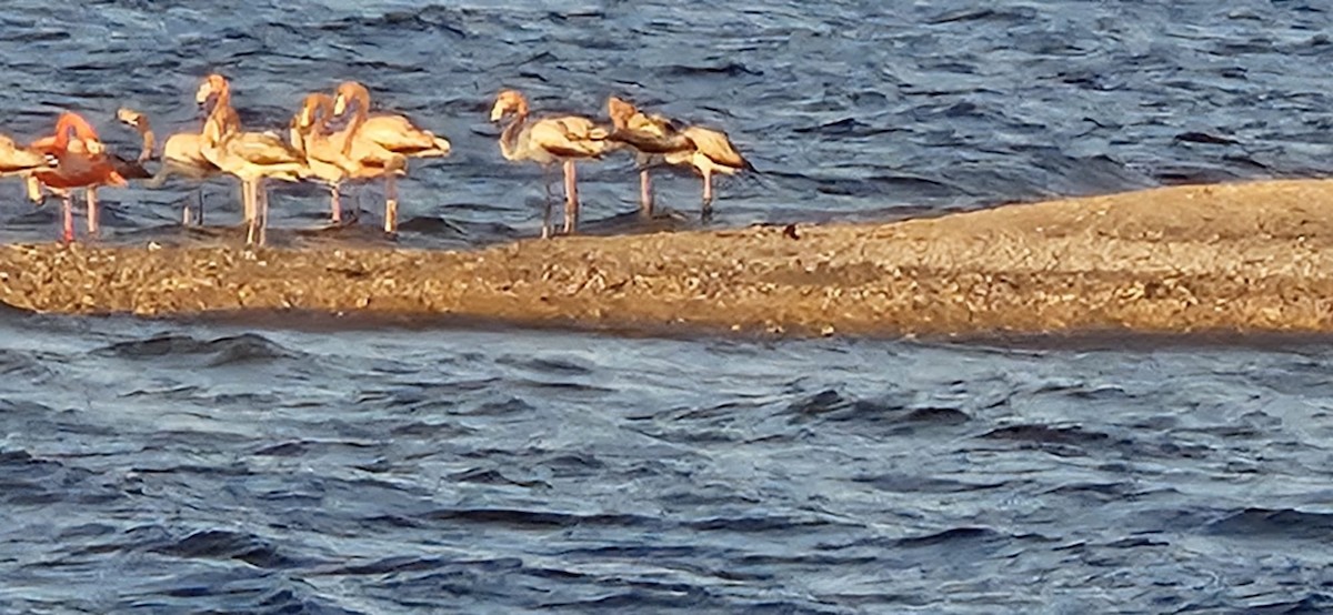 American Flamingo - ML612789574