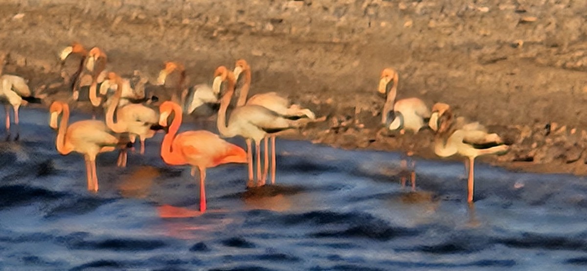 American Flamingo - ML612789577