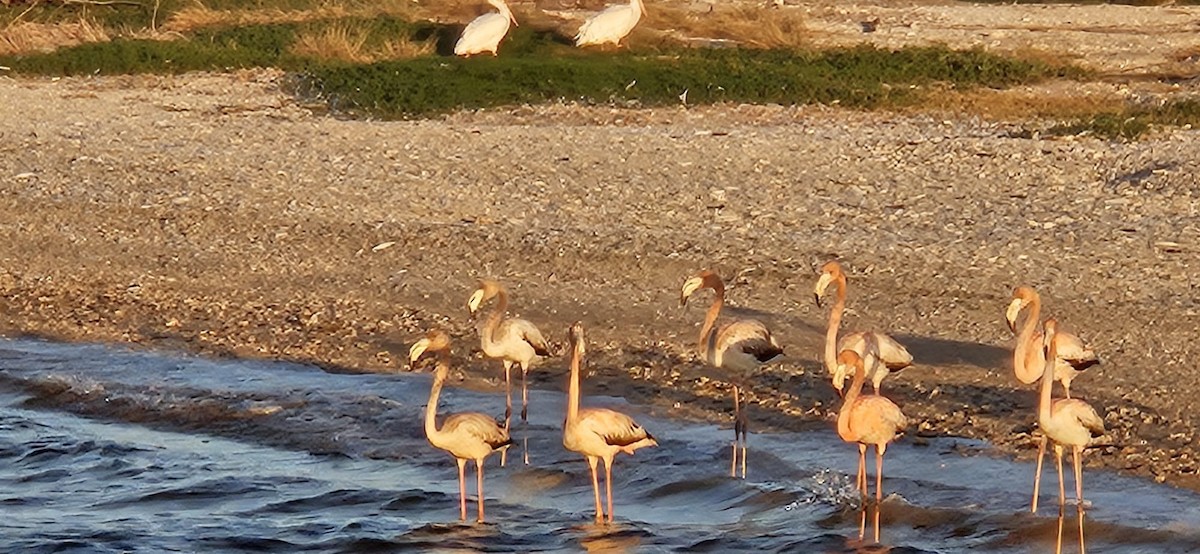 Flamant des Caraïbes - ML612789580