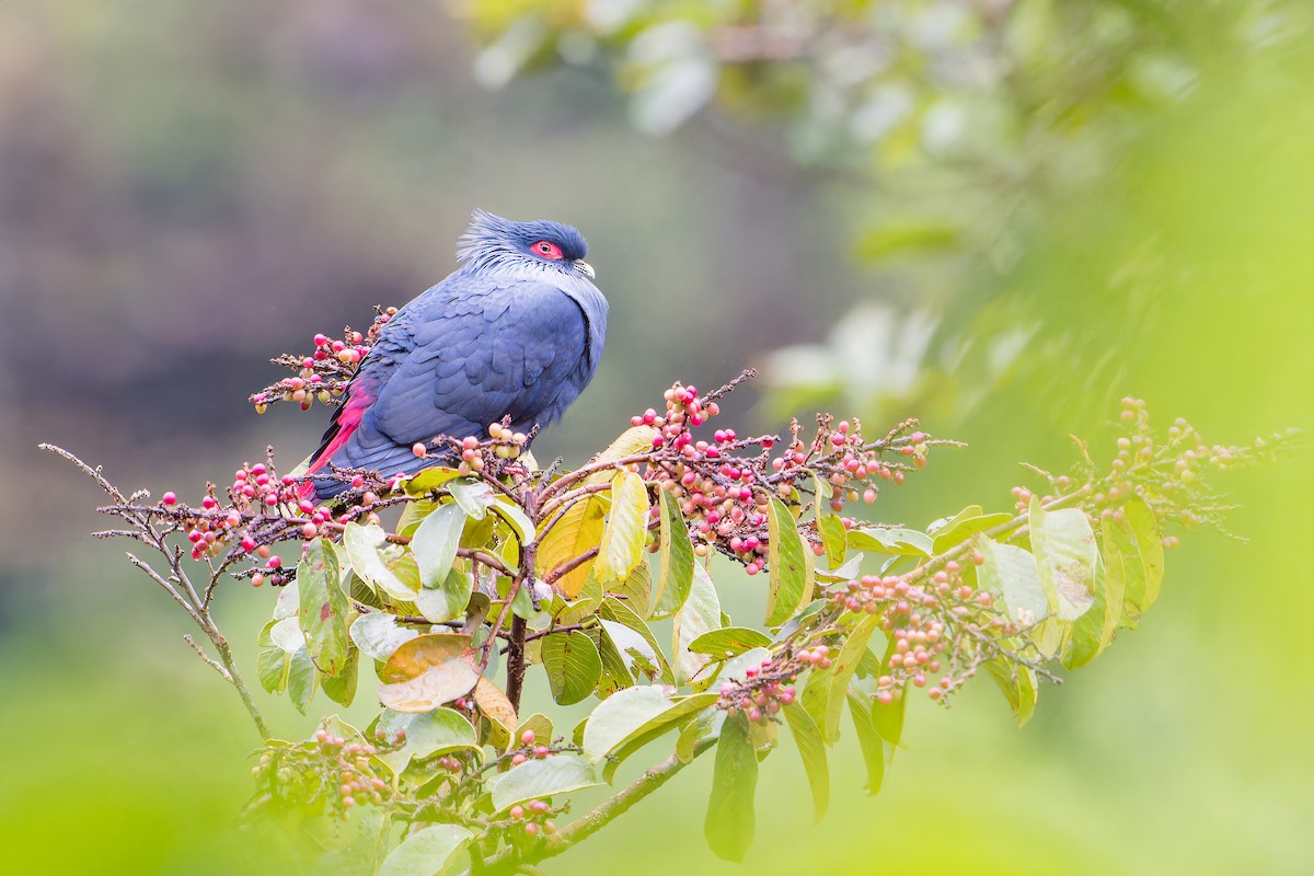 Madagascar Blue-Pigeon - ML612789601