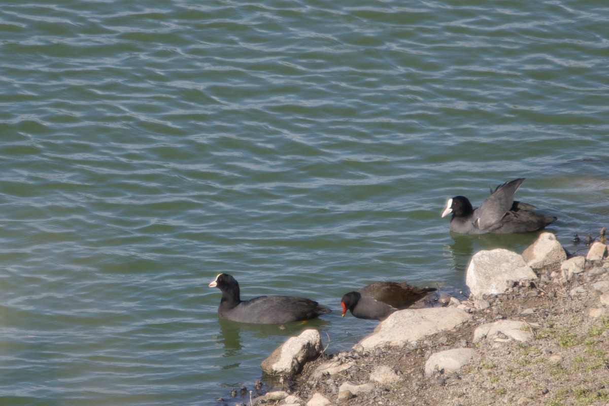 Eurasian Coot - Tomas Mazak