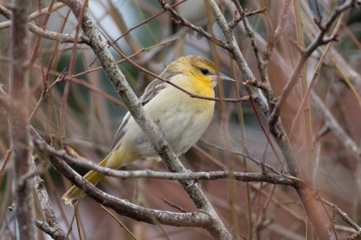 Bullock's Oriole - ML612789645