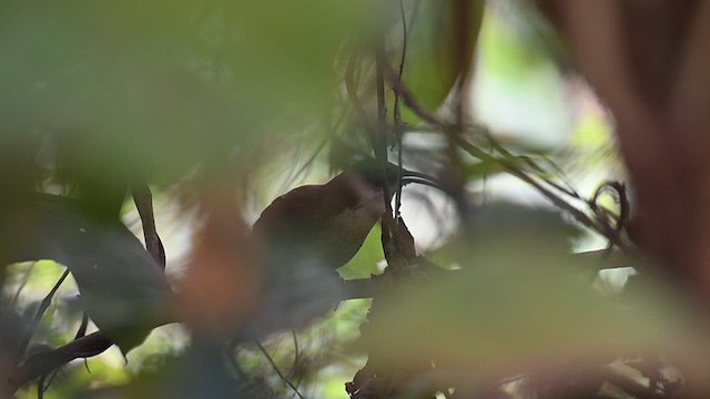 Large Scimitar-Babbler - ML612789648