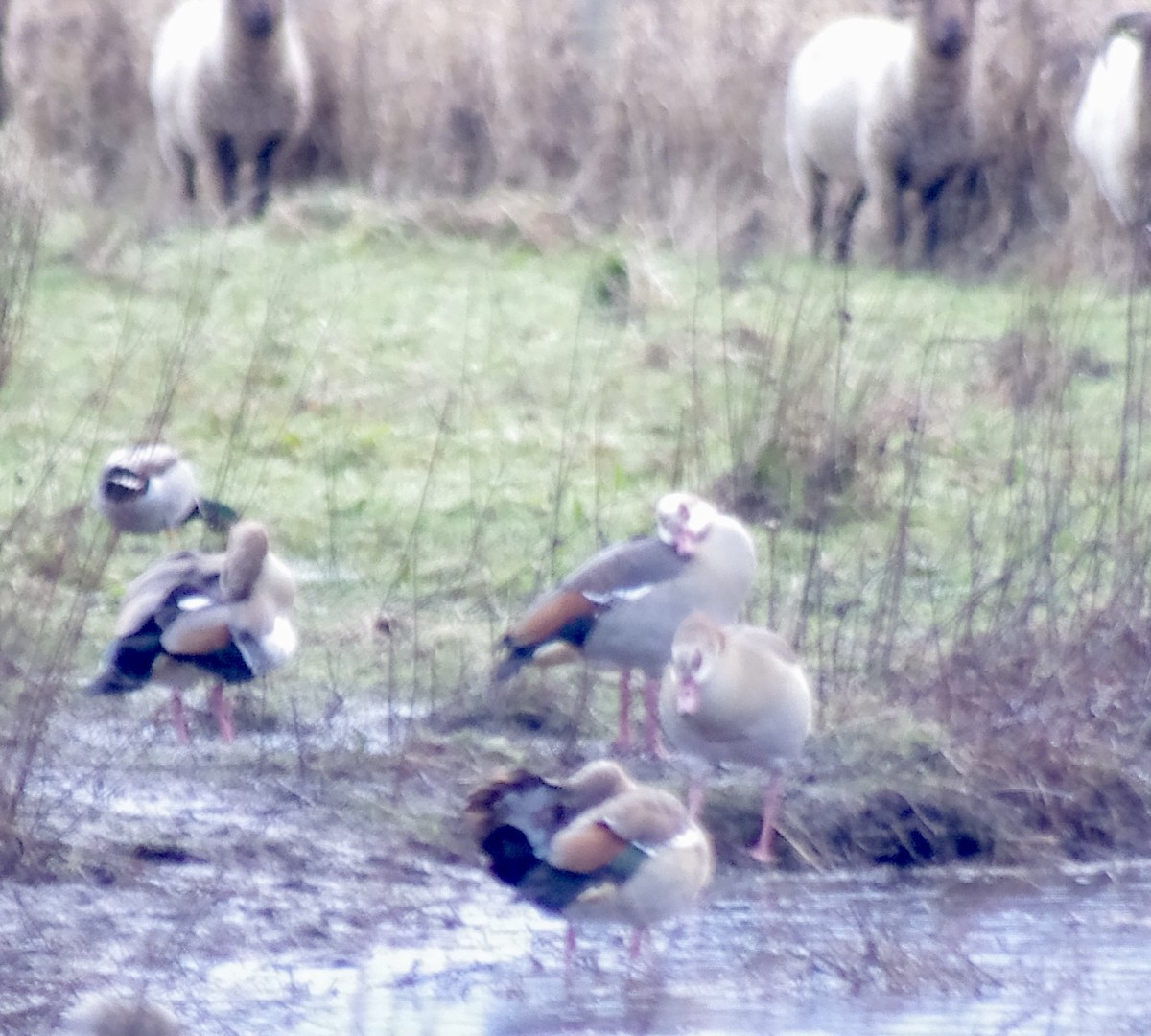 husice nilská - ML612789751