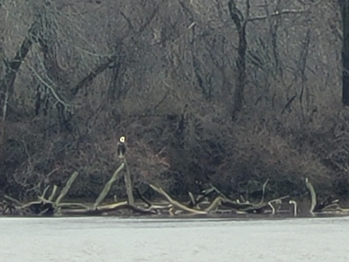 Bald Eagle - ML612789781