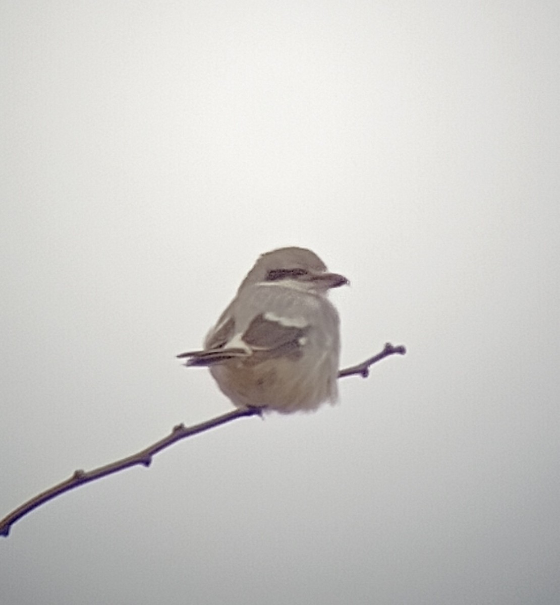 Alcaudón Boreal - ML612789796