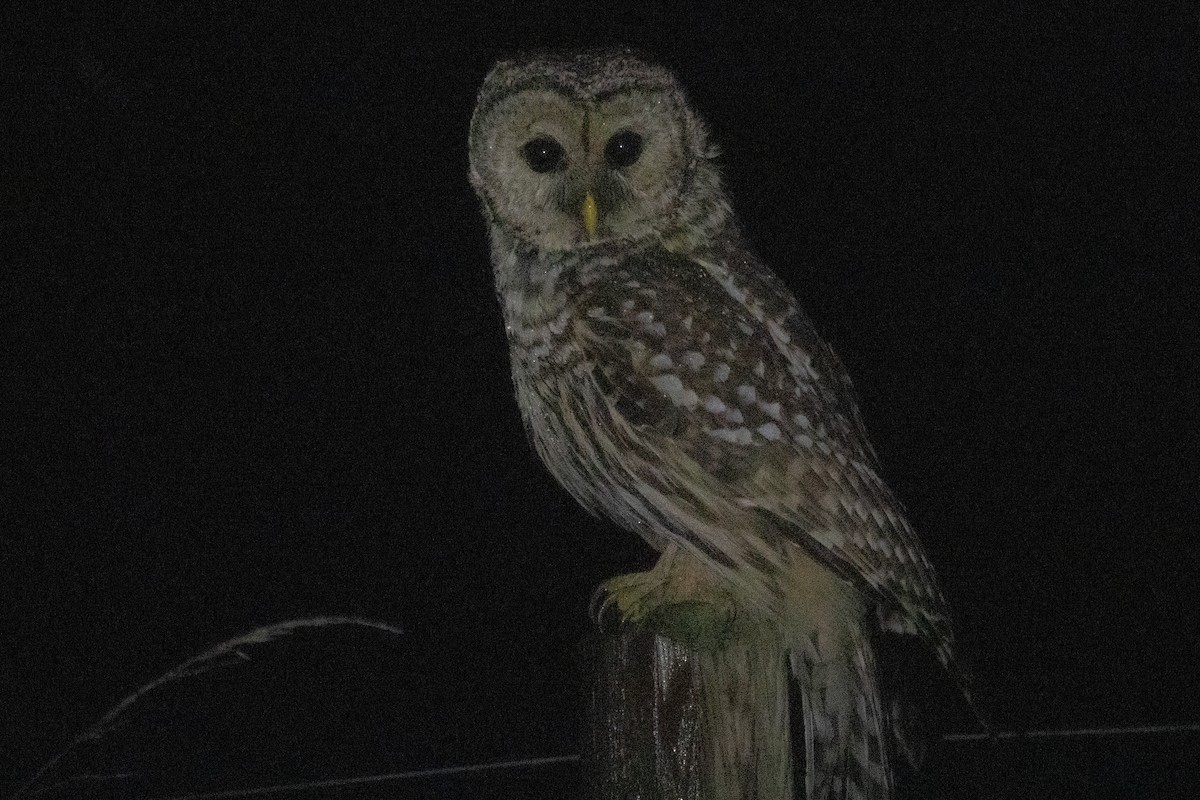 Barred Owl - James Lukenda