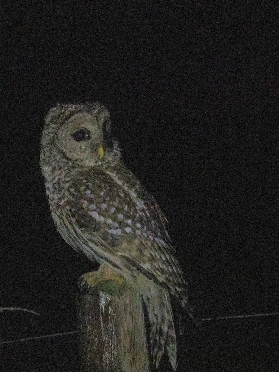 Barred Owl - ML612789824