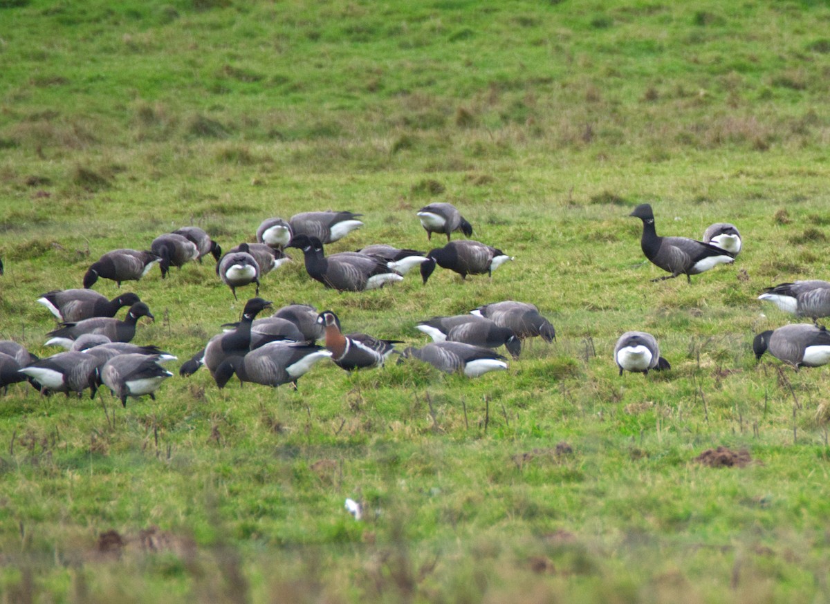 Red-breasted Goose - ML612789838