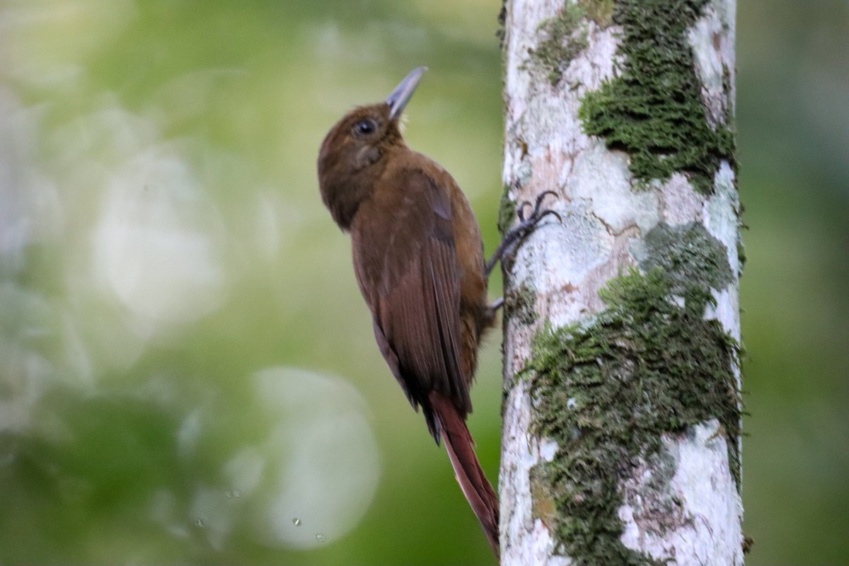 Plain-winged Woodcreeper (Plain-winged) - Fernando Torres