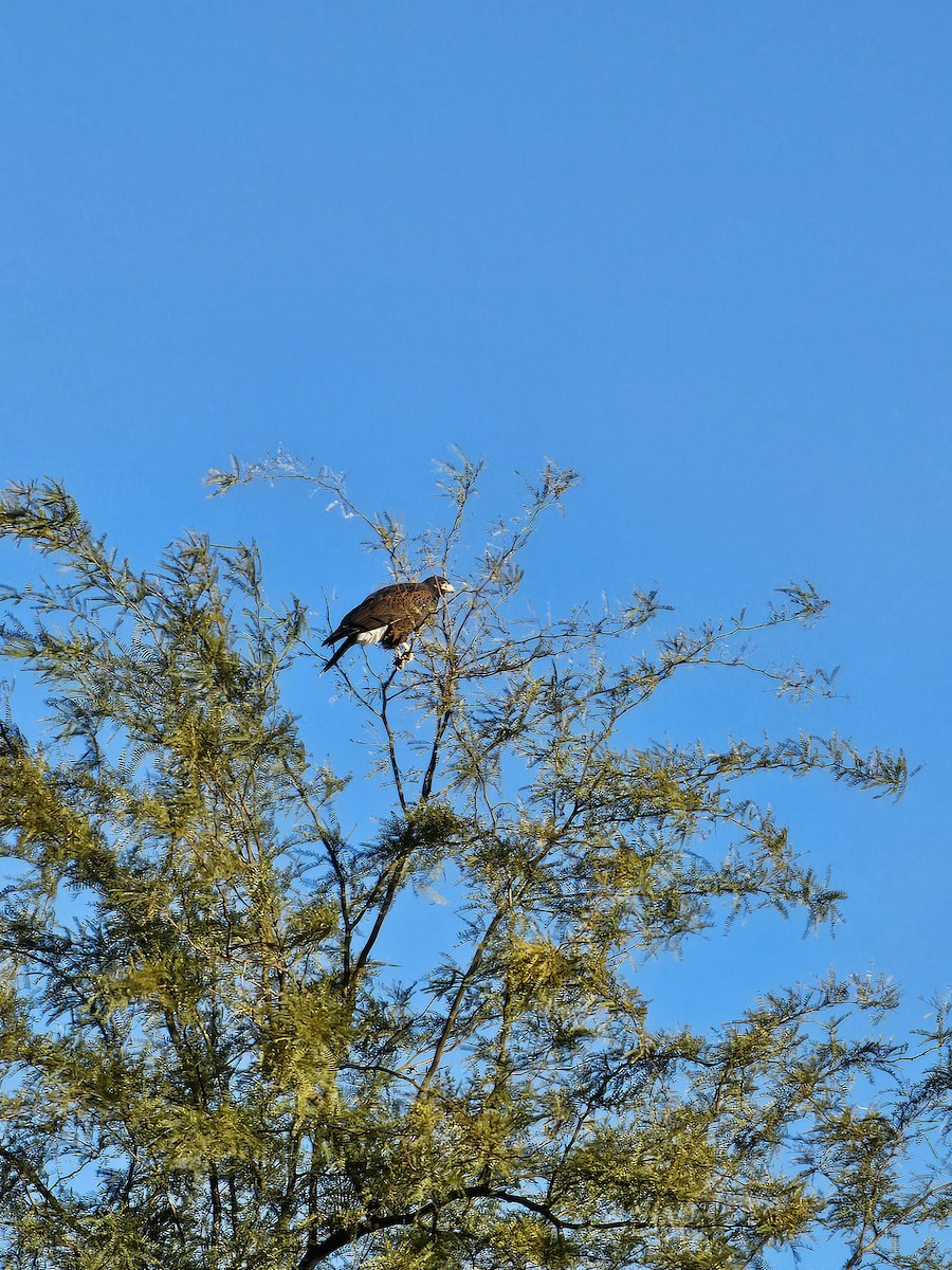 Harris's Hawk - ML612789928