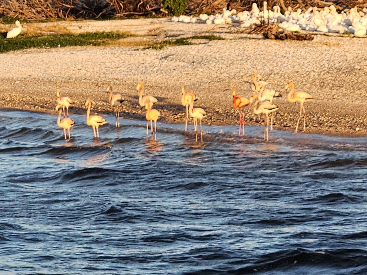 American Flamingo - ML612789939