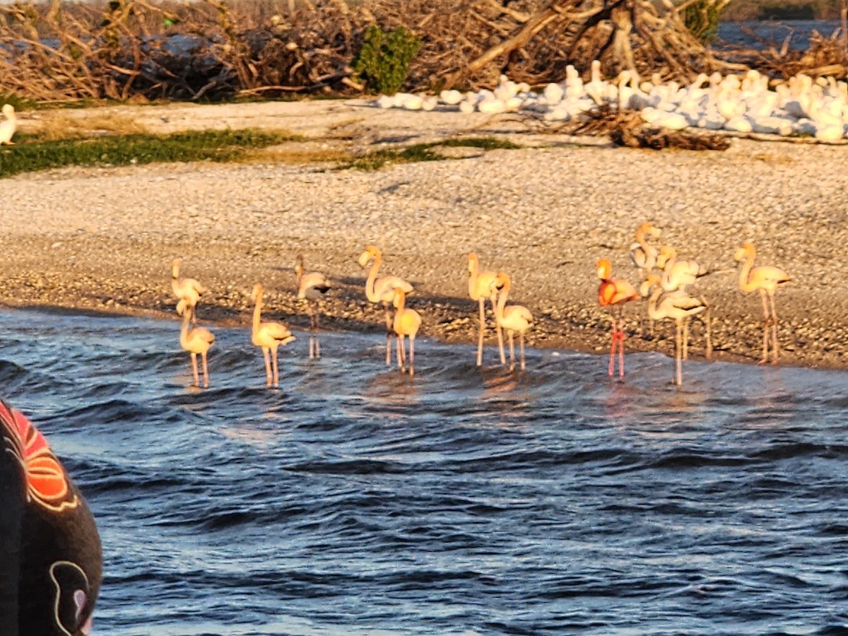 American Flamingo - ML612789940