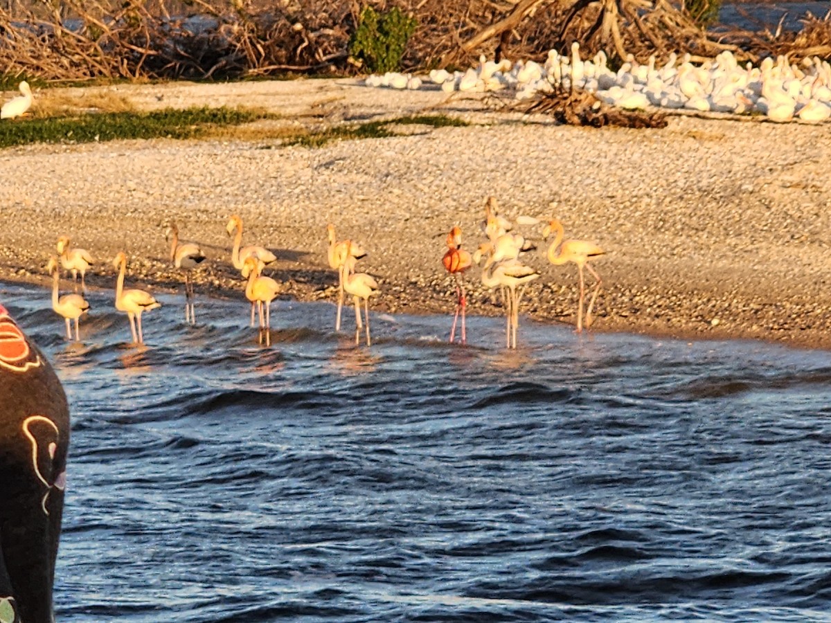 American Flamingo - ML612789941