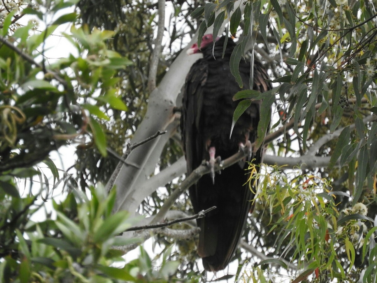 Turkey Vulture - Enrique Chiurla