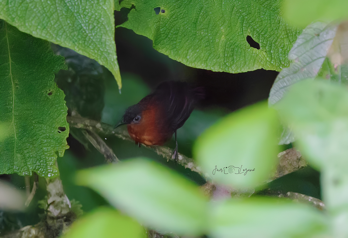 Chestnut-breasted Wren - Jair Lozano