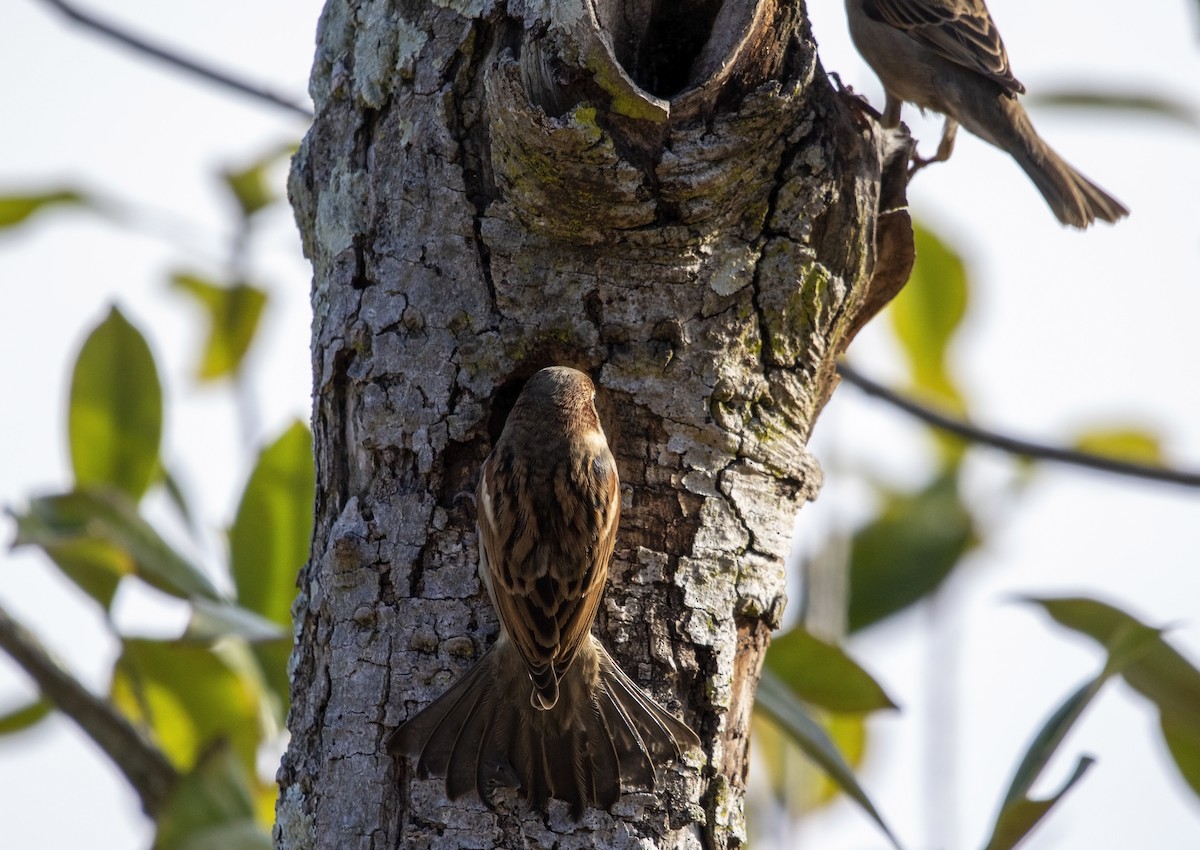 House Sparrow - ML612790080