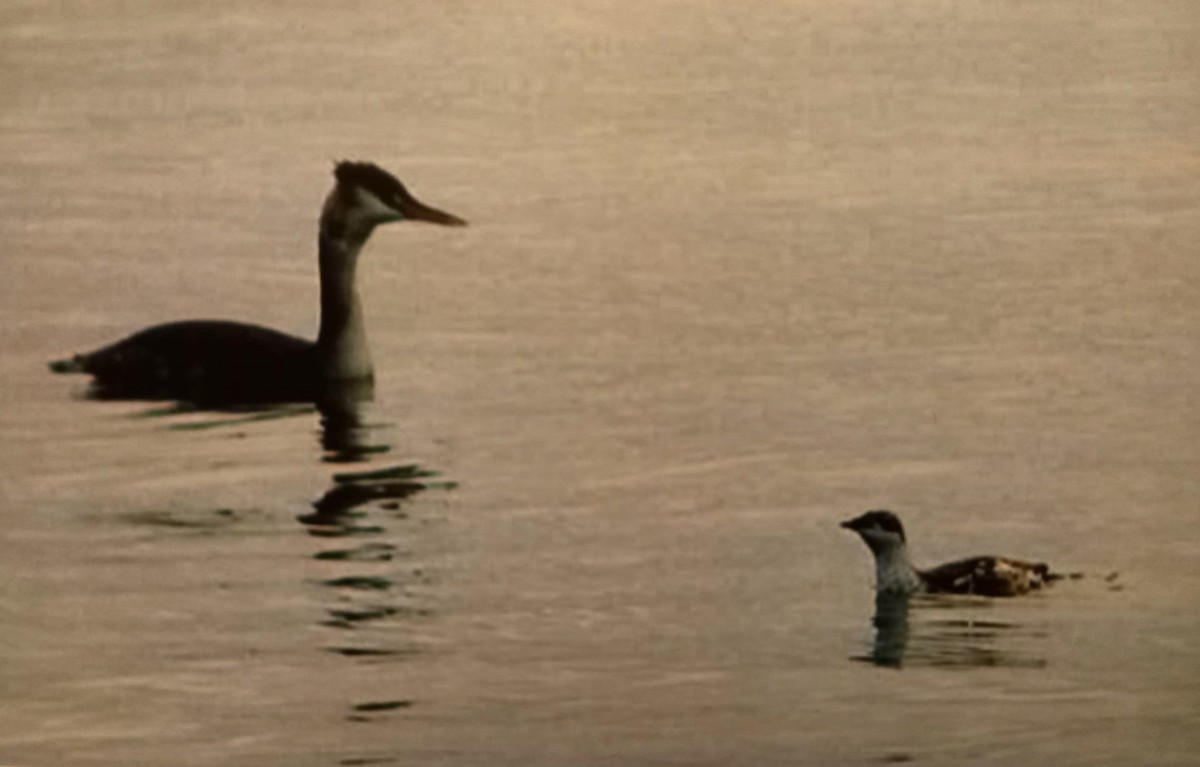 Guillemot à long bec - ML612790138