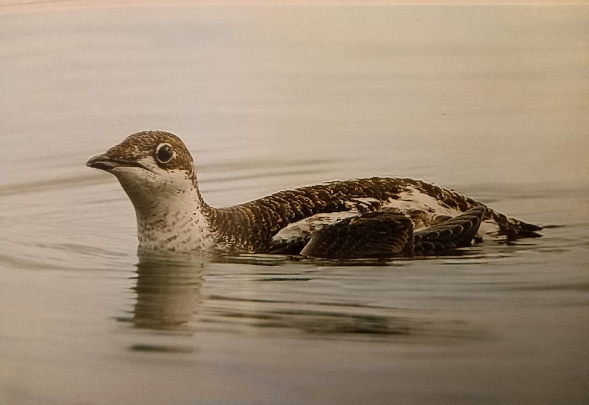 Long-billed Murrelet - Gavin Thomas