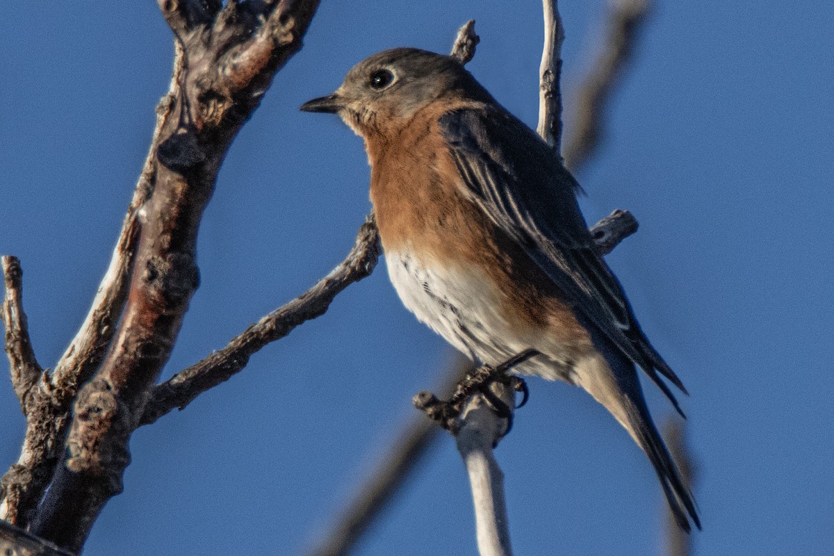 Eastern Bluebird - ML612790172