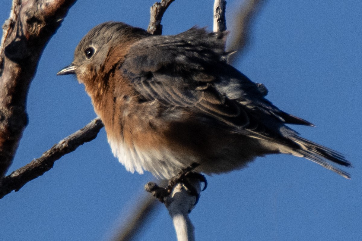 Eastern Bluebird - ML612790178