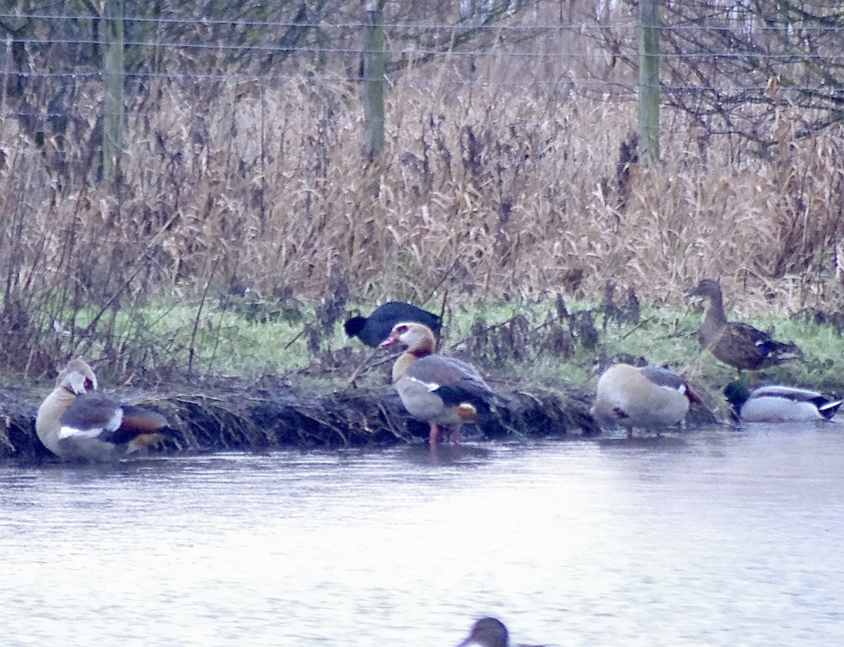 husice nilská - ML612790203