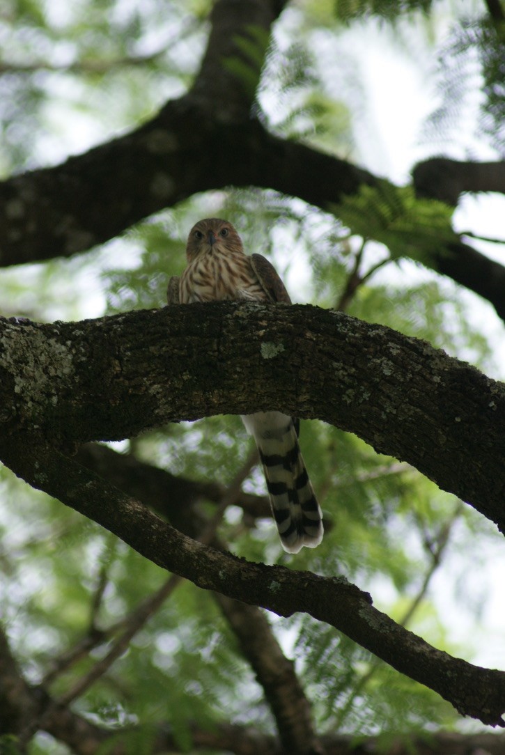 Gabar Goshawk - ML612790207