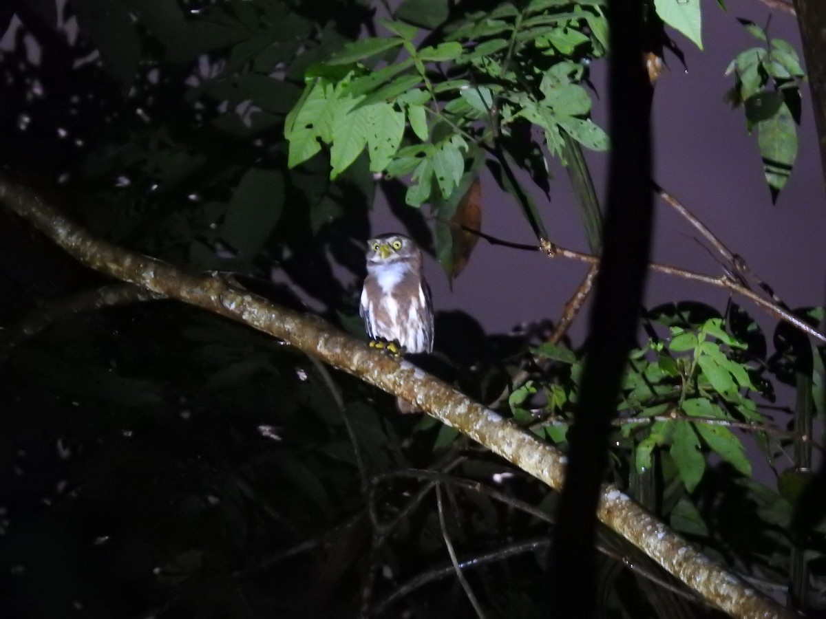 Ferruginous Pygmy-Owl - ML612790208