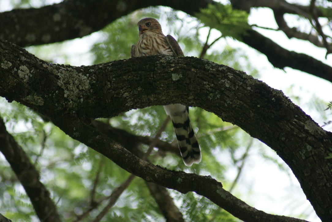 Gabar Goshawk - ML612790215