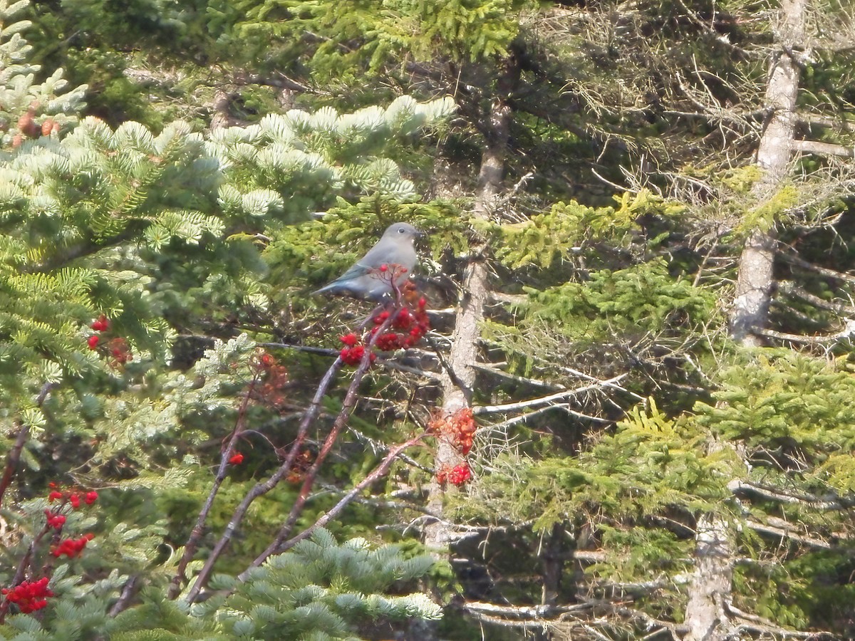 Mountain Bluebird - ML612790303
