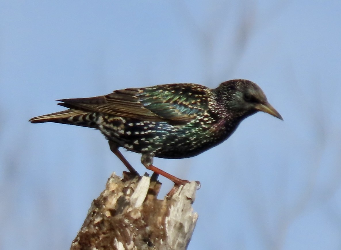 European Starling - ML612790313