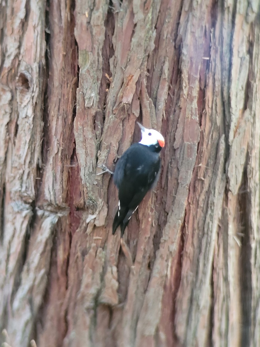 White-headed Woodpecker - ML612790537