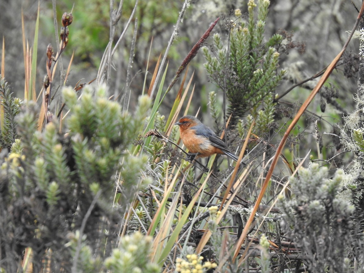 Rufous-browed Conebill - ML612790554