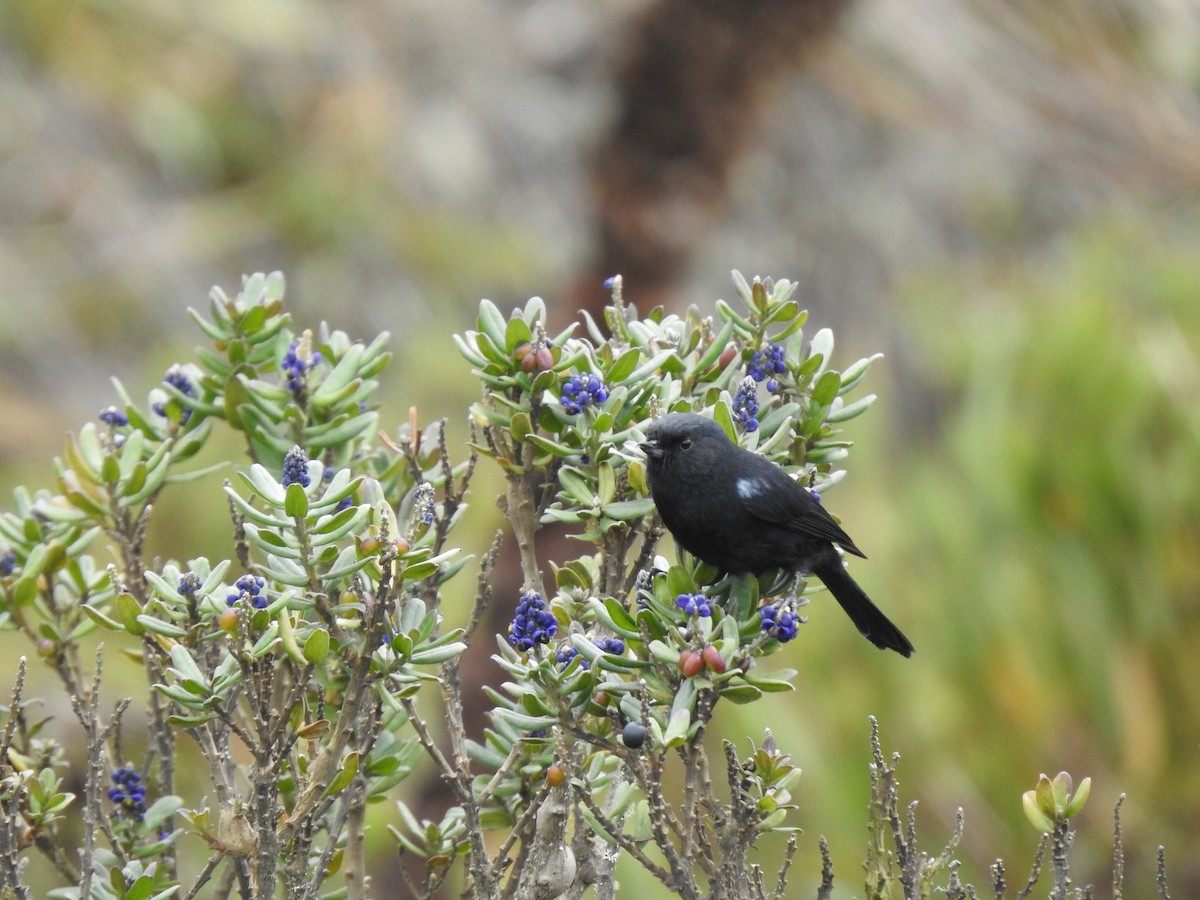 Black Flowerpiercer - ML612790612