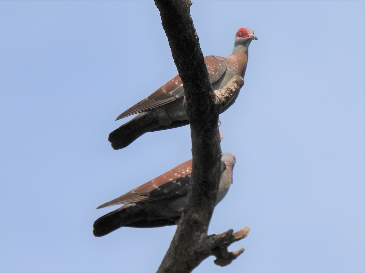 Speckled Pigeon - ML612790650