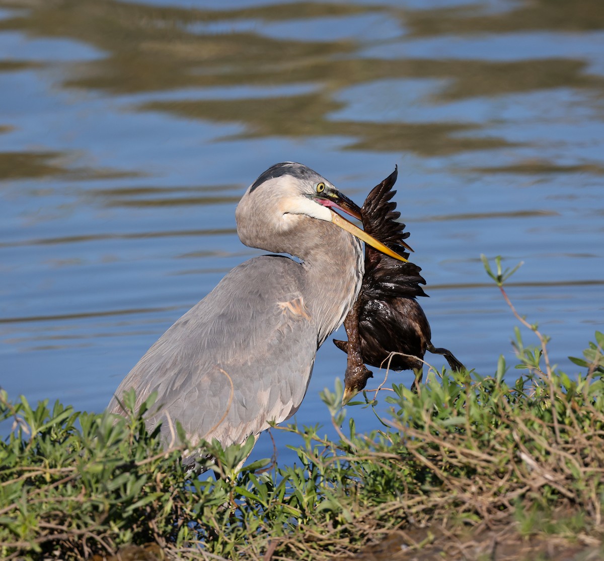 Great Blue Heron - ML612790660