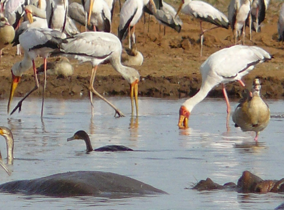 Yellow-billed Stork - Virgilio Beltrán