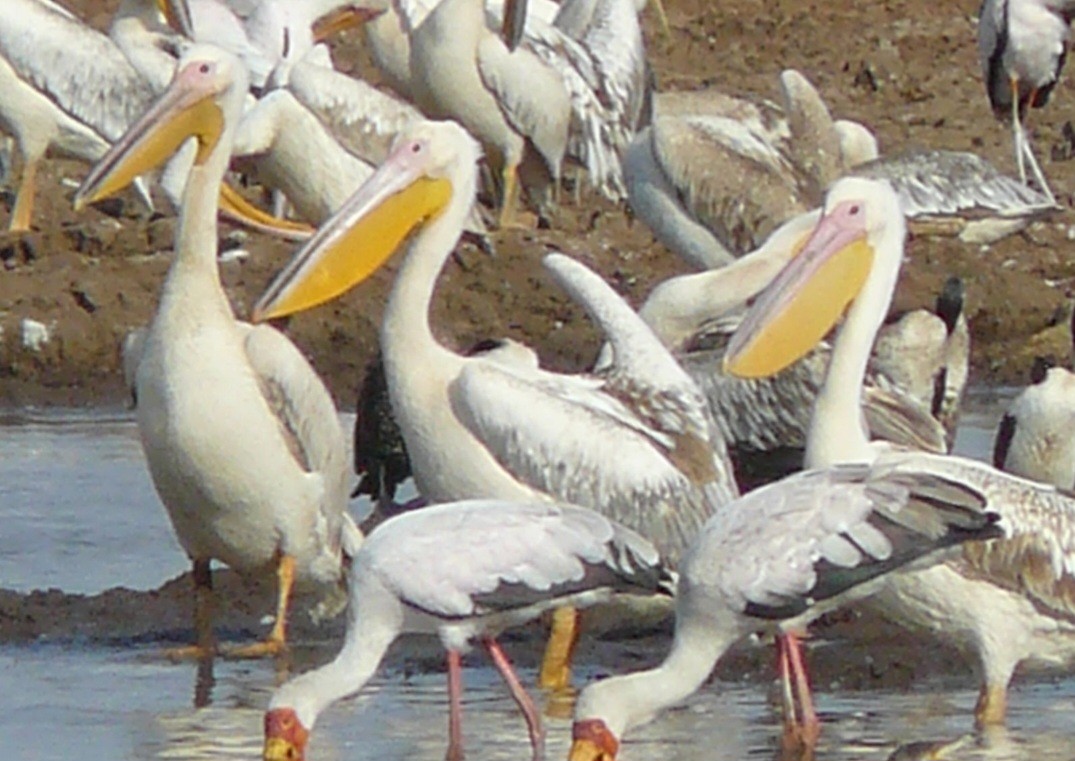 Great White Pelican - ML612790673