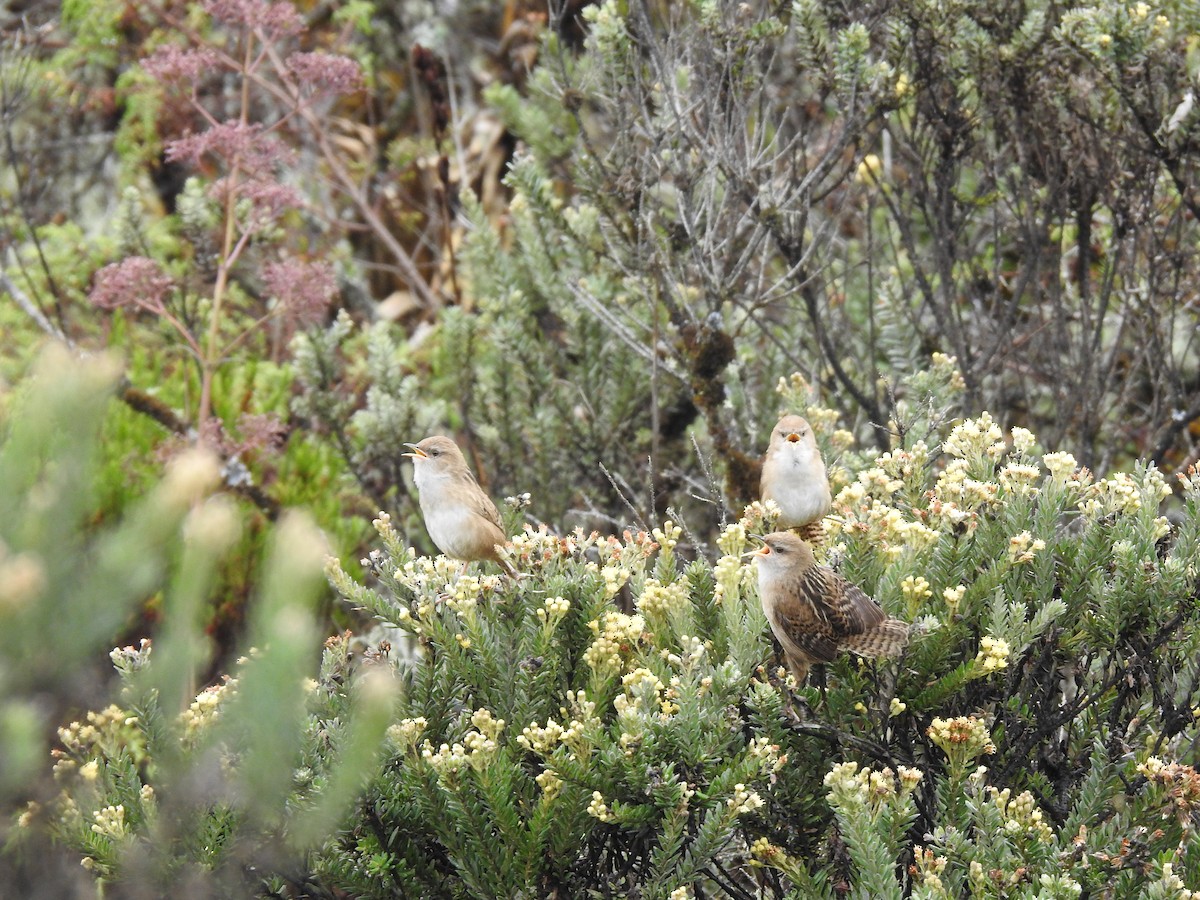 střízlík orobincový - ML612790684