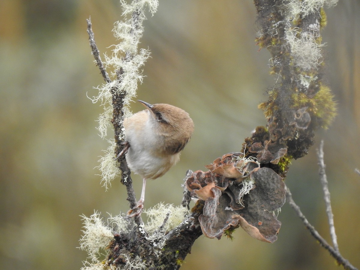 Apolinar's Wren - Aurelie Letort